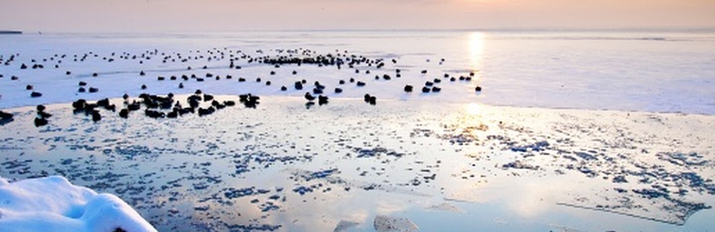 Schneebedeckte Felsen an einem teilweise zugefrorenen See bei Sonnenuntergang, mit Vögeln, die sich auf dem Eis versammelt haben, und ruhigem, spiegelndem Wasser.