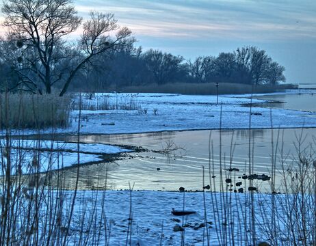 Schneebedecktes Ufer mit kahlen Bäumen, ruhiges Wasser und ein Winterhimmel bei Sonnenuntergang oder Sonnenaufgang.