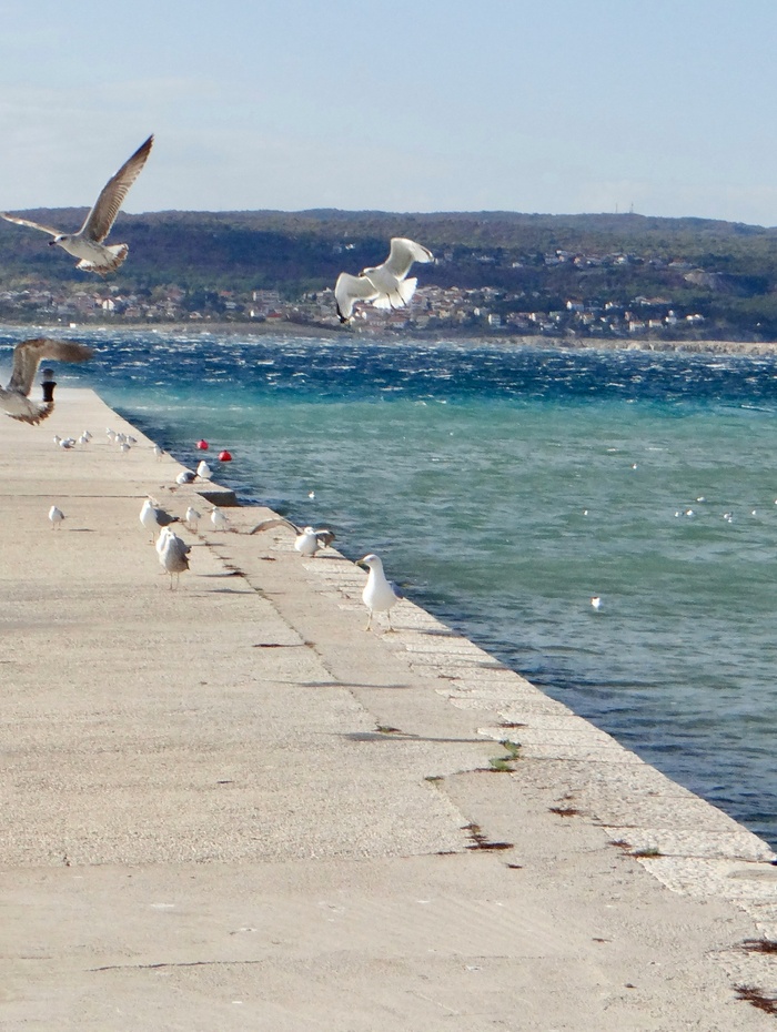 Stehende und fliegende Möwen über einem Betonpfeiler am blauen Meer, mit Hügeln im Hintergrund.