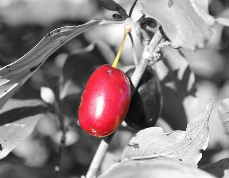 Eine leuchtend rote Frucht an einem Zweig hebt sich von einem schwarz-weißen Hintergrund aus Blättern und Stängeln ab.