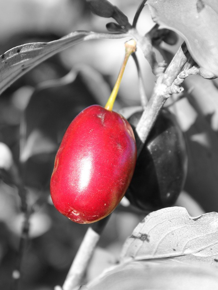 Eine leuchtend rote Frucht an einem Zweig hebt sich von einem schwarz-weißen Hintergrund aus Blättern und Stängeln ab.