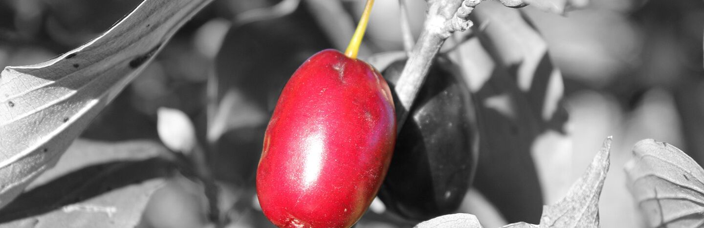 Eine leuchtend rote Frucht an einem Zweig hebt sich von einem schwarz-weißen Hintergrund aus Blättern und Stängeln ab.
