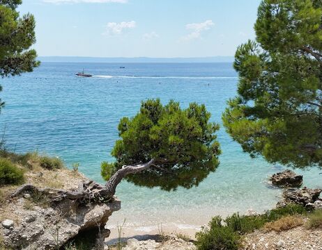 Windgepeitschte Pinie an einem felsigen Strand mit türkisfarbenem Meer und einem Boot in der Ferne.