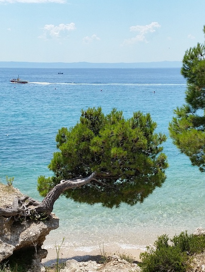 Windgepeitschte Pinie an einem felsigen Strand mit türkisfarbenem Meer und einem Boot in der Ferne.