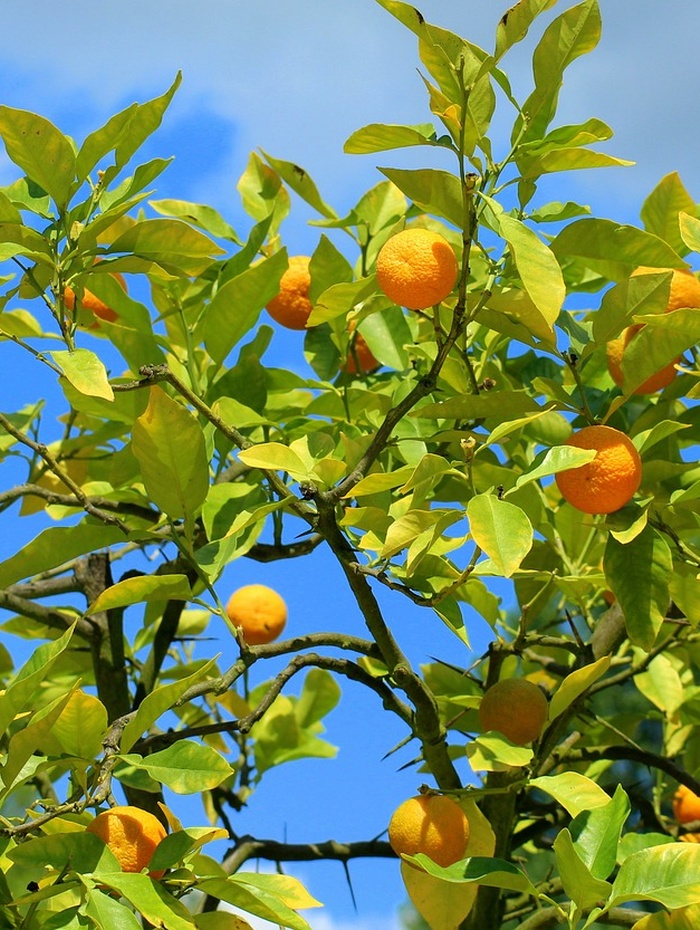 Orangen, die an einem Baum mit grünen Blättern vor einem strahlend blauen Himmel wachsen.