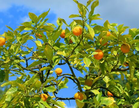 Orangen, die an einem Baum mit grünen Blättern vor einem strahlend blauen Himmel wachsen.