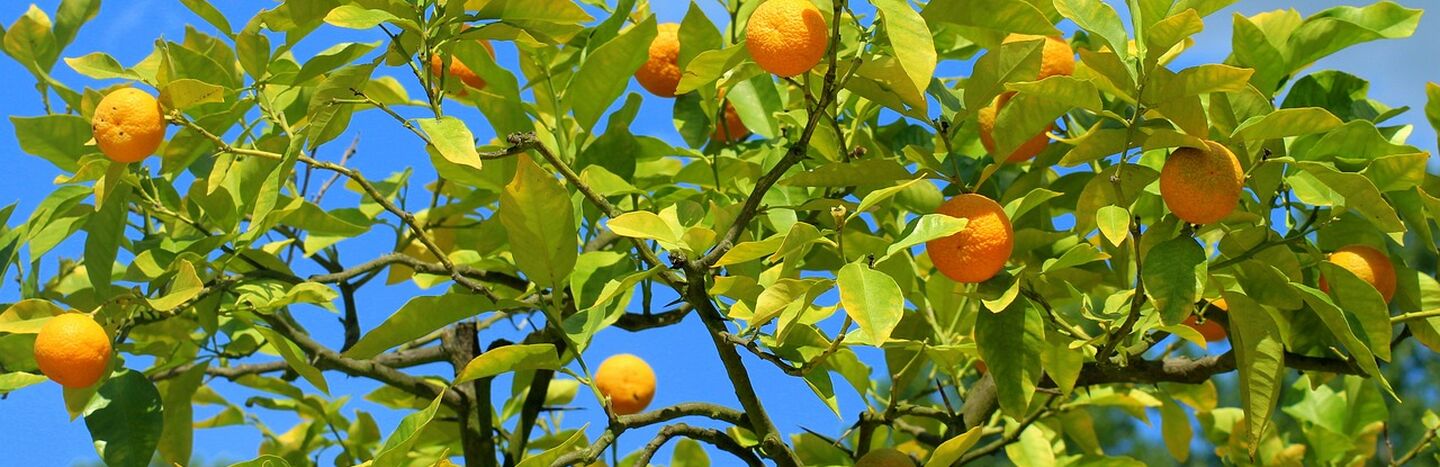 Orangen, die an einem Baum mit grünen Blättern vor einem strahlend blauen Himmel wachsen.