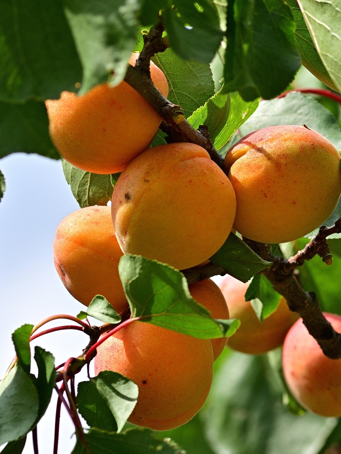 Eine Traube reifer Aprikosen hängt an einem Ast mit grünen Blättern.