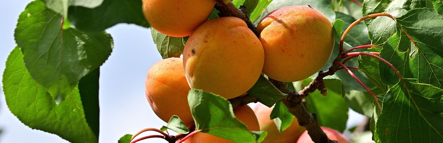 Eine Traube reifer Aprikosen hängt an einem Ast mit grünen Blättern.