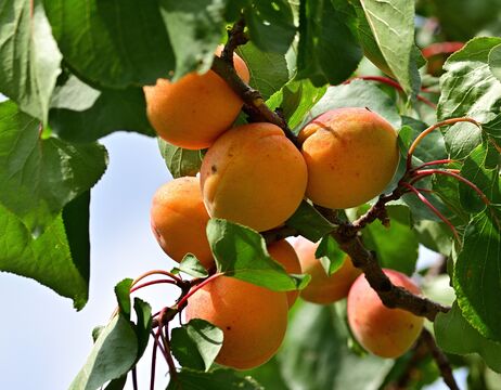 Eine Traube reifer Aprikosen hängt an einem Ast mit grünen Blättern.