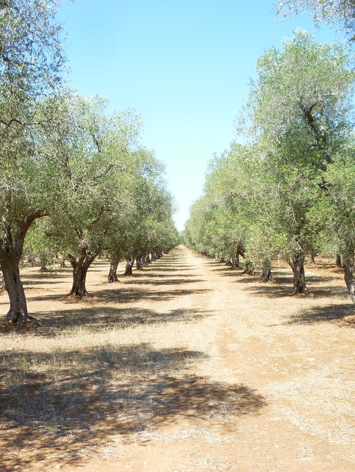 Reihen von Olivenbäumen in einem sonnenbeschienenen Obstgarten unter einem strahlend blauen Himmel, mit einem Feldweg in der Mitte.