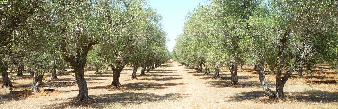 Reihen von Olivenbäumen in einem sonnenbeschienenen Obstgarten unter einem strahlend blauen Himmel, mit einem Feldweg in der Mitte.