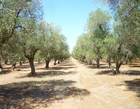 Reihen von Olivenbäumen in einem sonnenbeschienenen Obstgarten unter einem strahlend blauen Himmel, mit einem Feldweg in der Mitte.