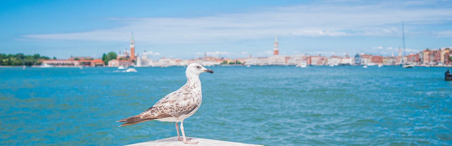 Eine Möwe steht auf einem steinernen Geländer mit Blick auf blaues Wasser und eine Stadtlandschaft im Hintergrund.