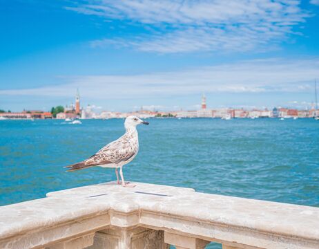Eine Möwe steht auf einem steinernen Geländer mit Blick auf blaues Wasser und eine Stadtlandschaft im Hintergrund.