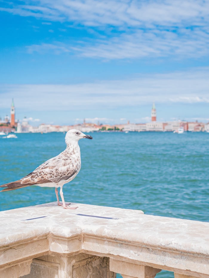 Eine Möwe steht auf einem steinernen Geländer mit Blick auf blaues Wasser und eine Stadtlandschaft im Hintergrund.