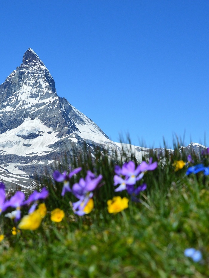 Verschneiter Berggipfel mit klarem blauen Himmel, blühende Wildblumen im grasbewachsenen Vordergrund.