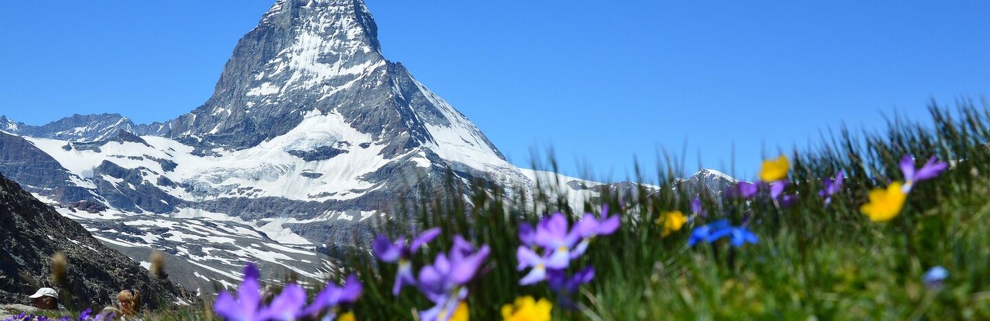 Verschneiter Berggipfel mit klarem blauen Himmel, blühende Wildblumen im grasbewachsenen Vordergrund.