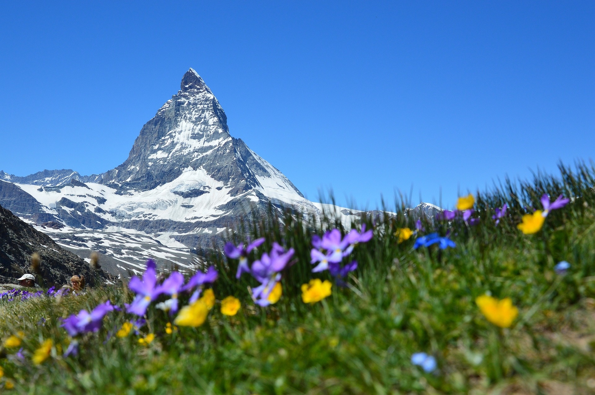 Verschneiter Berggipfel unter klarem blauen Himmel mit bunten Wildblumen, die im grasbewachsenen Vordergrund blühen.