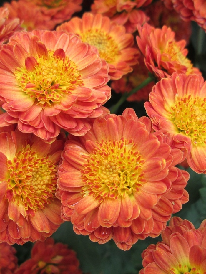 Nahaufnahme von orangefarbenen Chrysanthemenblüten mit gelber Mitte in voller Blüte.