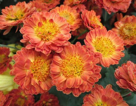Nahaufnahme von orangefarbenen Chrysanthemenblüten mit gelber Mitte in voller Blüte.