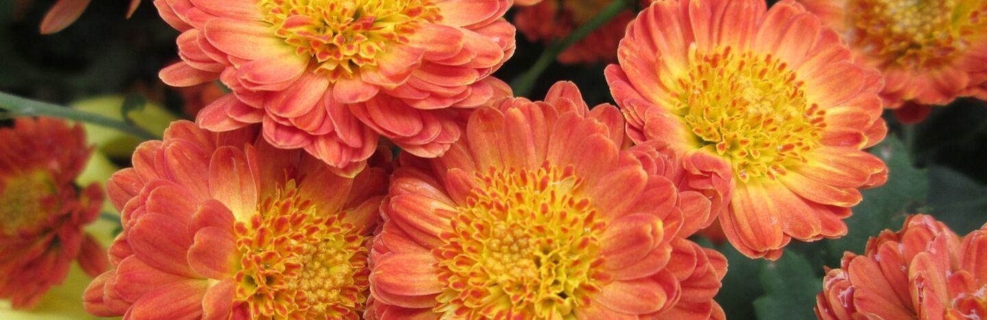 Nahaufnahme von orangefarbenen Chrysanthemenblüten mit gelber Mitte in voller Blüte.