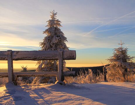 Schneebedeckter Baum und Holzzaun bei Sonnenaufgang, bei klarem Himmel und weichem, goldenem Licht im Winter.