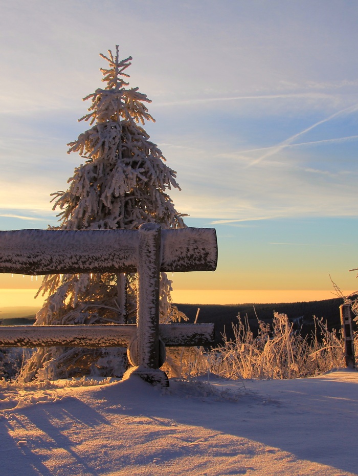 Schneebedeckter Baum und Holzzaun bei Sonnenaufgang, bei klarem Himmel und weichem, goldenem Licht im Winter.